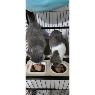 [order] bát thức ăn đế gỗ cho mèo cưng