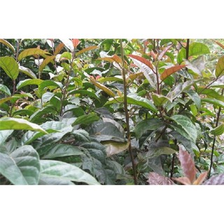 CÂY XẠ ĐEN - 1KG