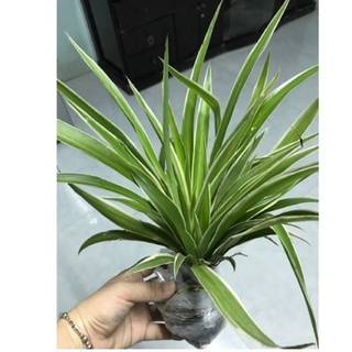 Cỏ Lan chi(1 cụm hình cuối)