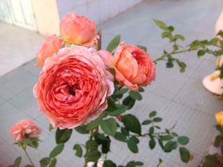 20 cây hoa hồng leo ngoại