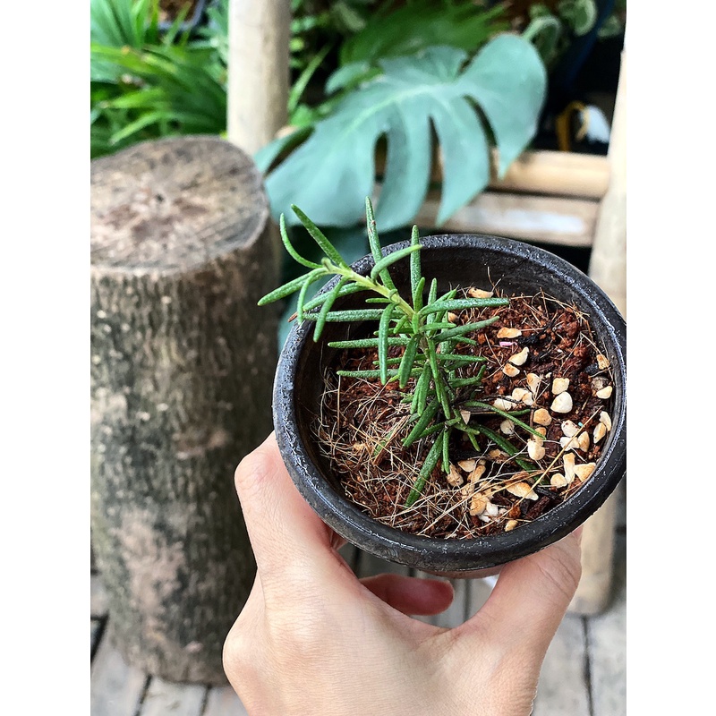 Cây giống Salvia rosmarinus Rosemary (Hương Thảo, Mê Điệt Hương) chậu nhựa 8cm