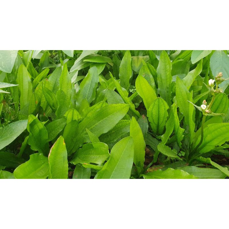 Trầu Martii