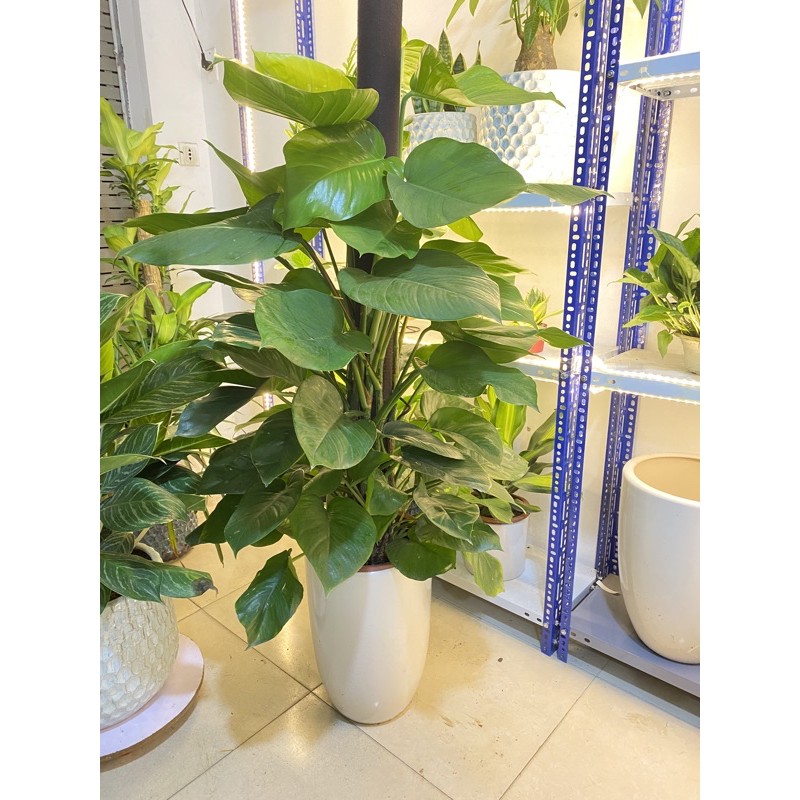 CÂY TRẦU BÀ ĐẾ VƯƠNG LEO CỘT