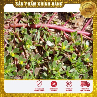 Hạt giống cây sâm đất (rau sam) - 50 hạt