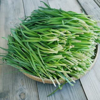 Hạt giống hẹ 1g (hẹ ta thơm)