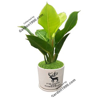 Cây trầu bà đế vương vàng - Cây mini để bàn làm việc - Garden1900
