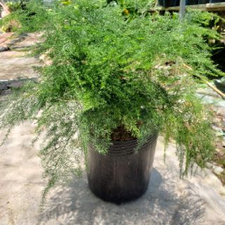 Cây Kim Thủy Tùng