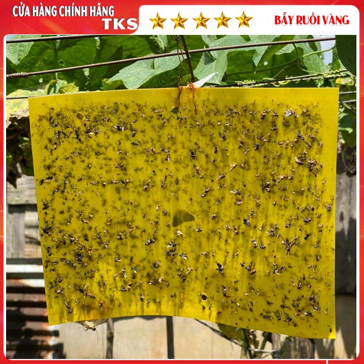 BẪY SIÊU DÍNH RUỒI VÀNG Bám Dính 2 Mặt, Kích thước 20 x 25cm
