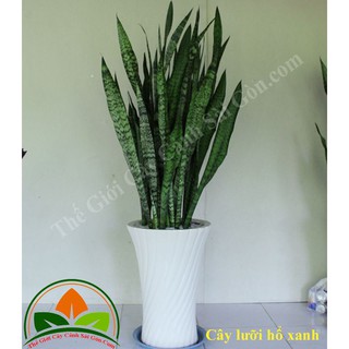 CÂY LƯỠI HỔ VIỀN XANH