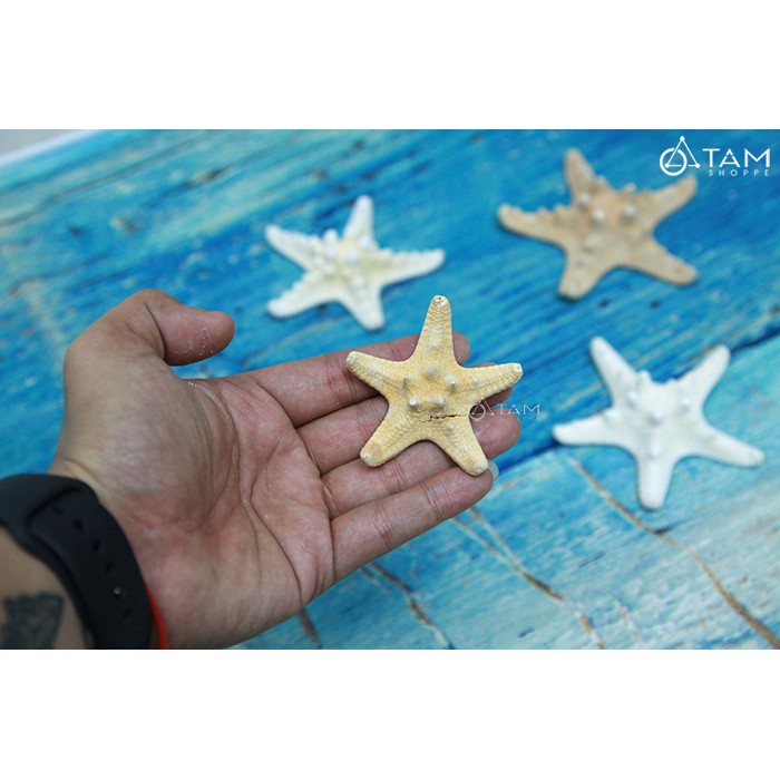[SAO BIỂN THẬT - HÀNG ĐẸP] Set 3 sao biển gai ĐK6-10cm PCB-SAO-04