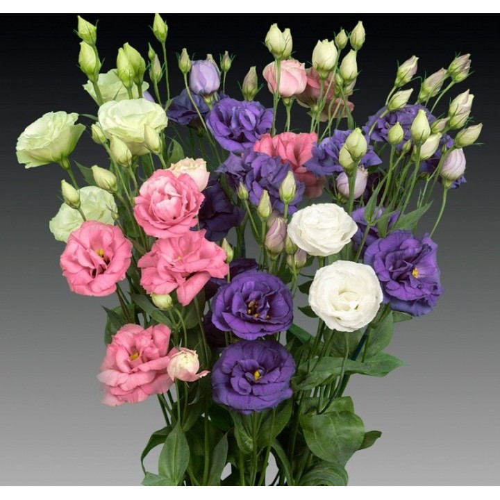 50h hạt giống hoa cát tường - Mix nhiều màu ( Lisianthus)