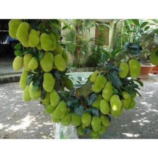 Cây Giống Mít Dai (MÍT NA)