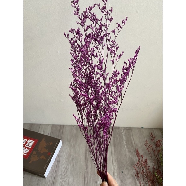 Hoa sao đuôi công khô, sao tình nhân - Hoa khô trang trí, decor