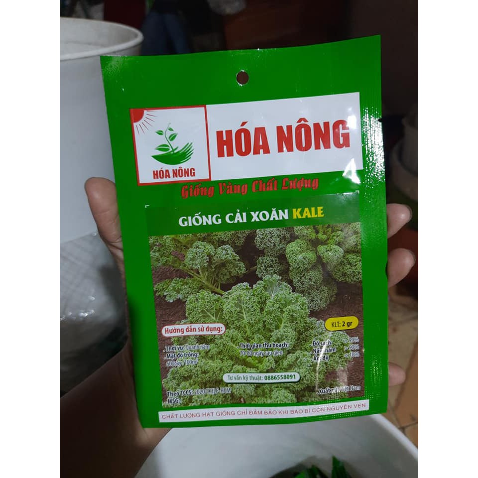 Hạt giống cải xoăn kale