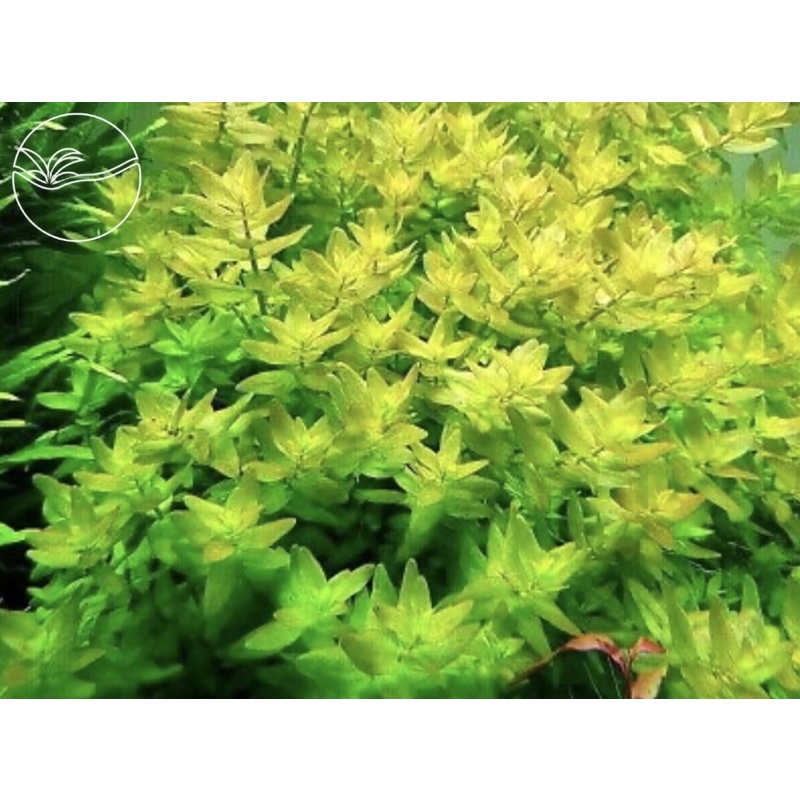 Bacopa Caroliniana - Cây Lệ Nhi - Cây Thủy Sinh Cắt Cắm