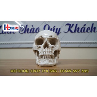 Mô hình giải phẫu xương sọ