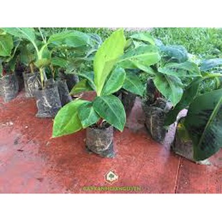 CÂY GIỐNG CHUỐI GIÀ LÙN NAM MỸ SIÊU QUẢ SIÊU KINH TẾ Không có đánh giá