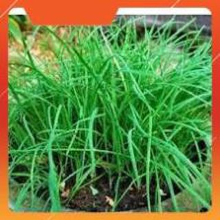 HẠT GIỐNG HẸ TA GÓI 10G