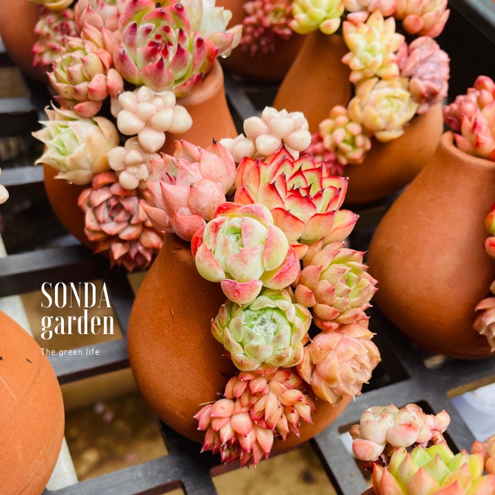 Sen đá mini trồng chậu xẻ SONDA GARDEN, cây cảnh trang trí nhà cửa, lỗi 1 đổi 1