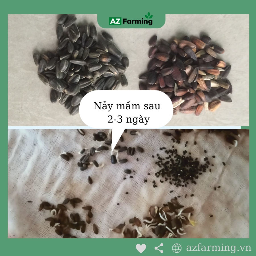 Hạt Giống Hoa Hướng Dương Gói 50 Hạt - AZ Farming