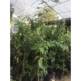 cây giống cherry mỹ