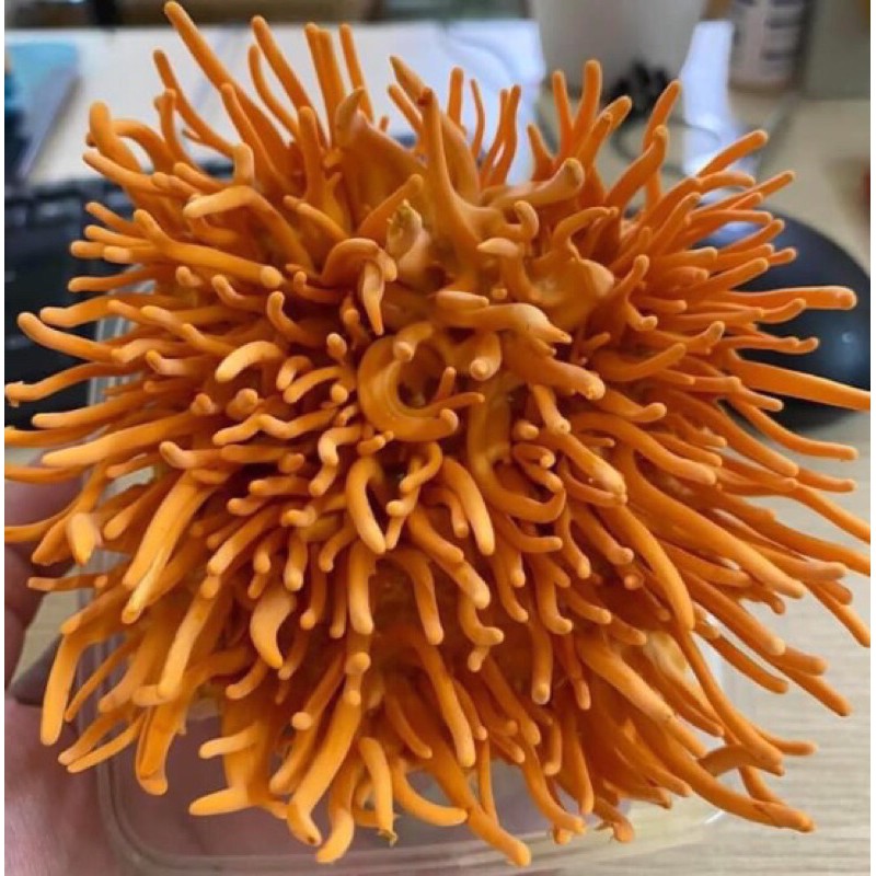 Đông trùng hạ thảo tươi 200g, nấm trùng thảo, PP Sâm Yến Thái An | BigBuy360 - bigbuy360.vn