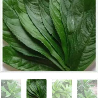 Hạt giống xương sông