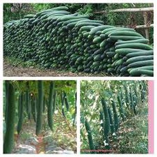 HẠT GIỐNG BÍ SẶT CAO SẢN (2G)