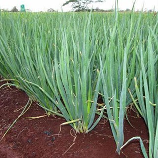 HẠT GIỐNG HÀNH LÁ CAO SẢN DỄ TRỒNG 1GR