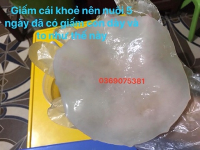 Giấm kombucha -con giống khoẻ -nấm thuỷ sâm