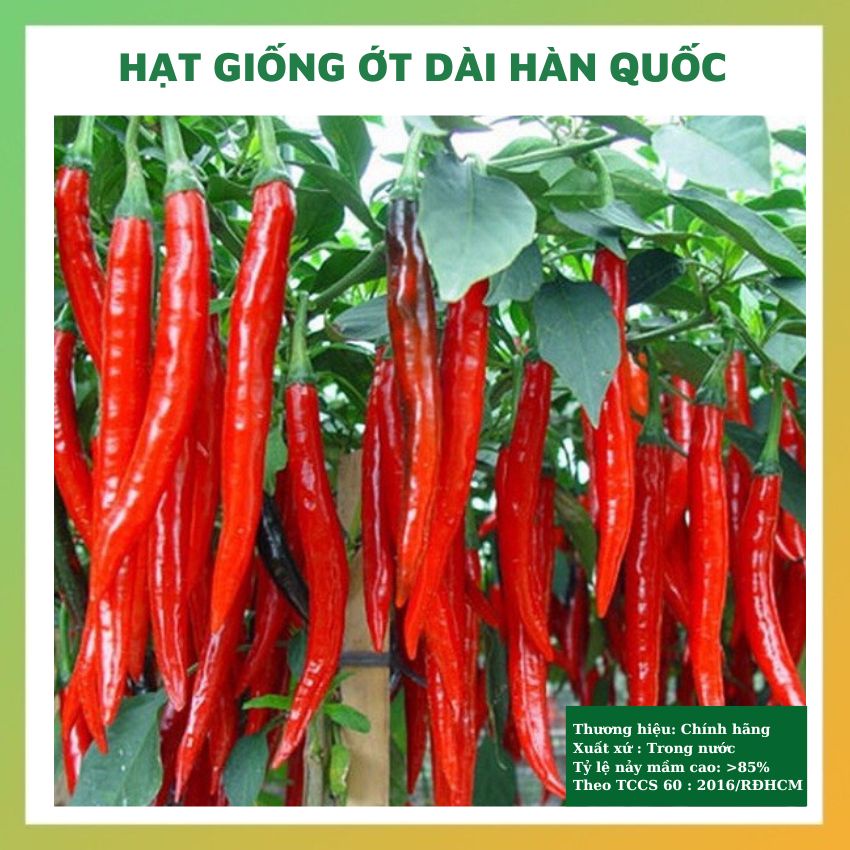 Hạt giống ớt dài Hàn Quốc rau củ quả chịu nhiệt bốn mùa tỉ lệ nảy mầm cao 20 hạt