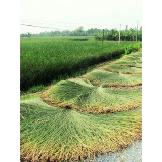 chiếu lát thân thiện môi trường