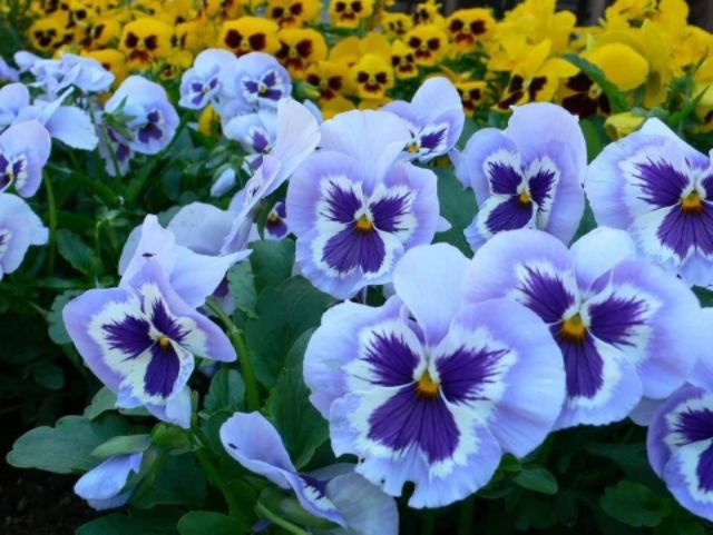 HOA BƯỚM PANSY - Loài Hoa Đẹp Lạ, Lôi Cuốn.