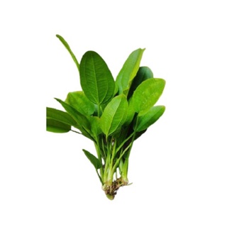 Hoa bách Thủy Tiên