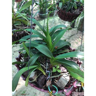 Hoa lan Giáng hương quế nâu