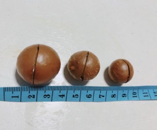 Maca Bố Nam - Hạt Macadamia Daklak - Mắc Ca
