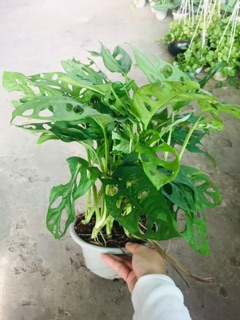TRẦU BÀ LÁ LỔ