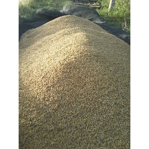 Gạo lứt đỏ Nàng Keo - 5kg (Phơi nắng) | BigBuy360 - bigbuy360.vn