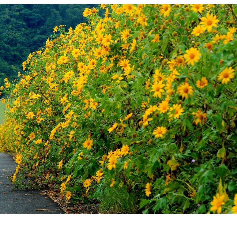 Hạt giống vườn hoa DÃ QUỲ hướng dương - Maximilian -  Hạt giống làm vườn hoa hướng dương lâu năm