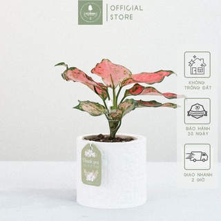 Vạn lộc x chậu gốm sứ ami size 10 cm - cây để bàn làm việc