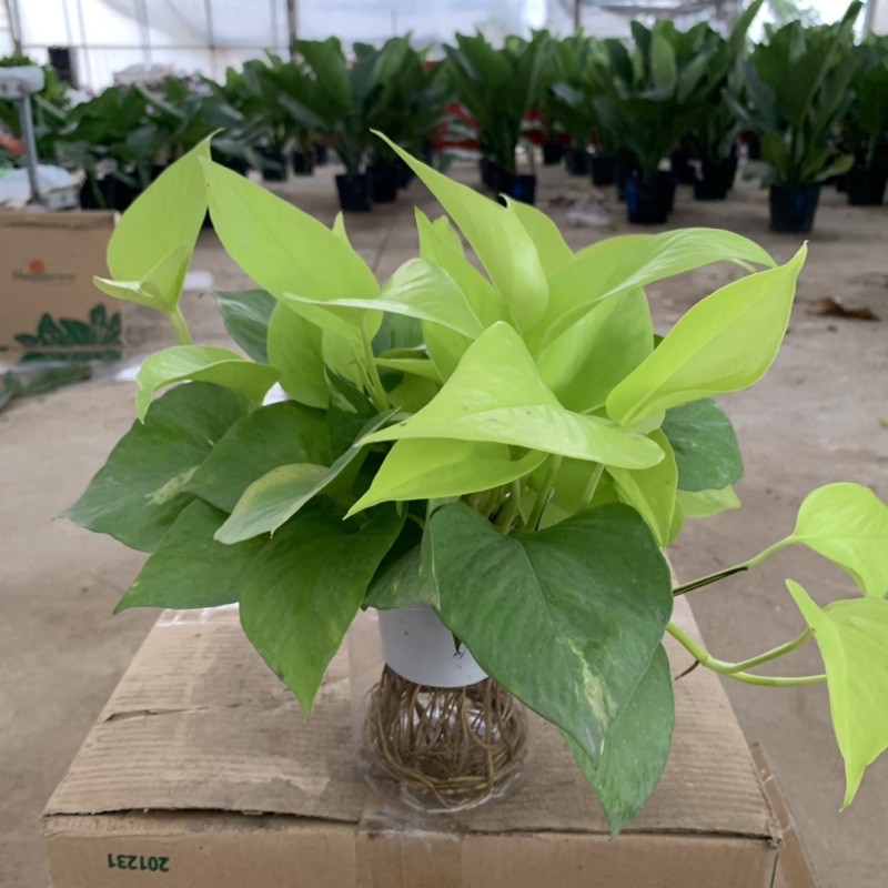 Cây vạn niên thanh thuỷ sinh lá sáng bán kính 25-30cm, cây phong thuỷ xanh tươi quanh năm, trồng nội thất và để bàn