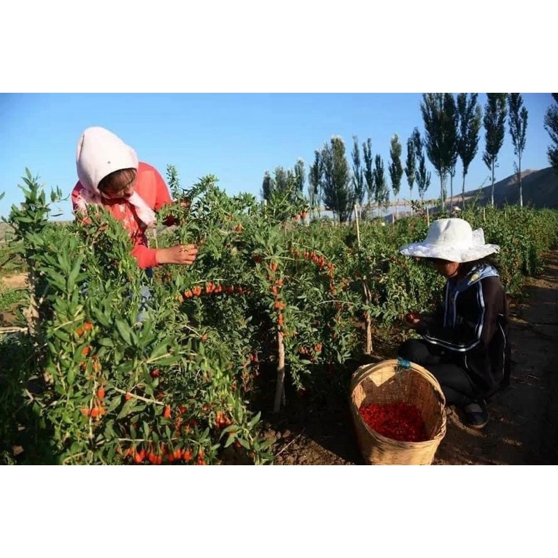 Kì Tử Đỏ [ Hay còn gọi là câu kì tử] Nhai 1 nắm nhỏ, khoẻ mạnh trường thọ