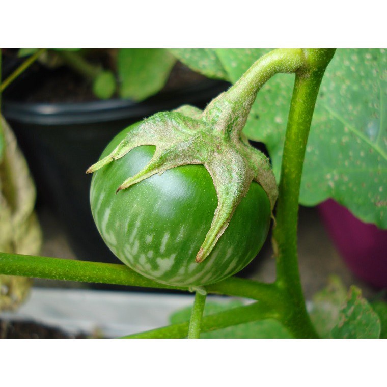 Bán buôn Hạt Giống cà bát ta da ếch bao đẹp