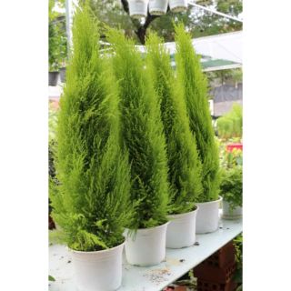 Cây Tùng thơm....