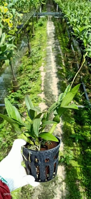 Lan denro mini yaya đang nụ