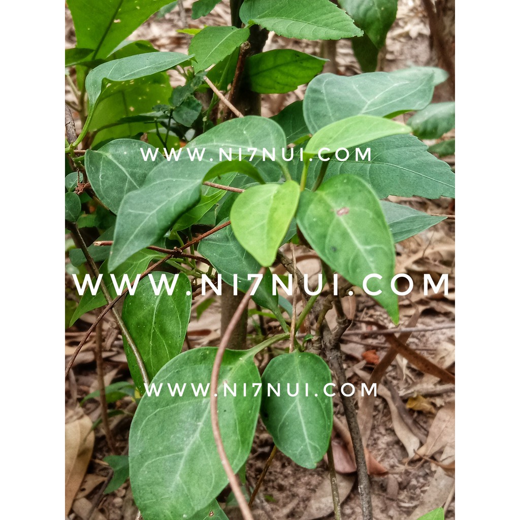 200g Lá giang tươi Núi Cấm - shop Ni Bảy Núi