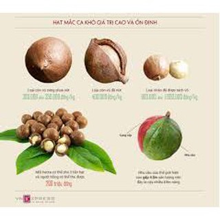 Nhân Hạt Macca Úc Đã Tách Vỏ 500gr