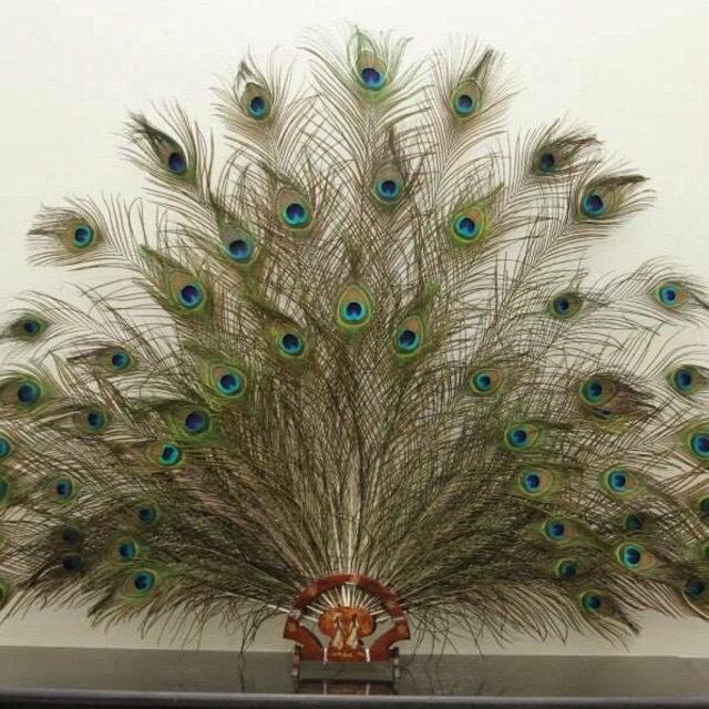 30 lông công 80-90cm mắt vừa