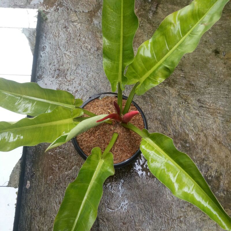 Mô Hình Đồ Chơi Xe Hơi Philodendron Gren