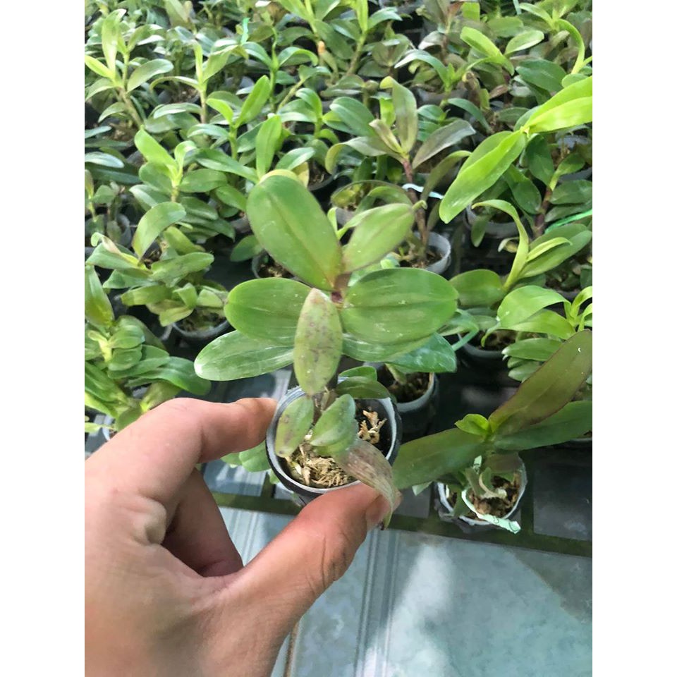 Lan Phi Điệp lá mít hòa bình